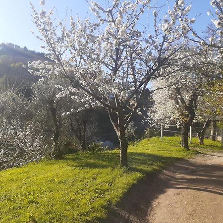 Quinta Dos Carvalhos The Wine House Farm In Center Of Lamego - Capital Of The Douro Villa Buitenkant foto