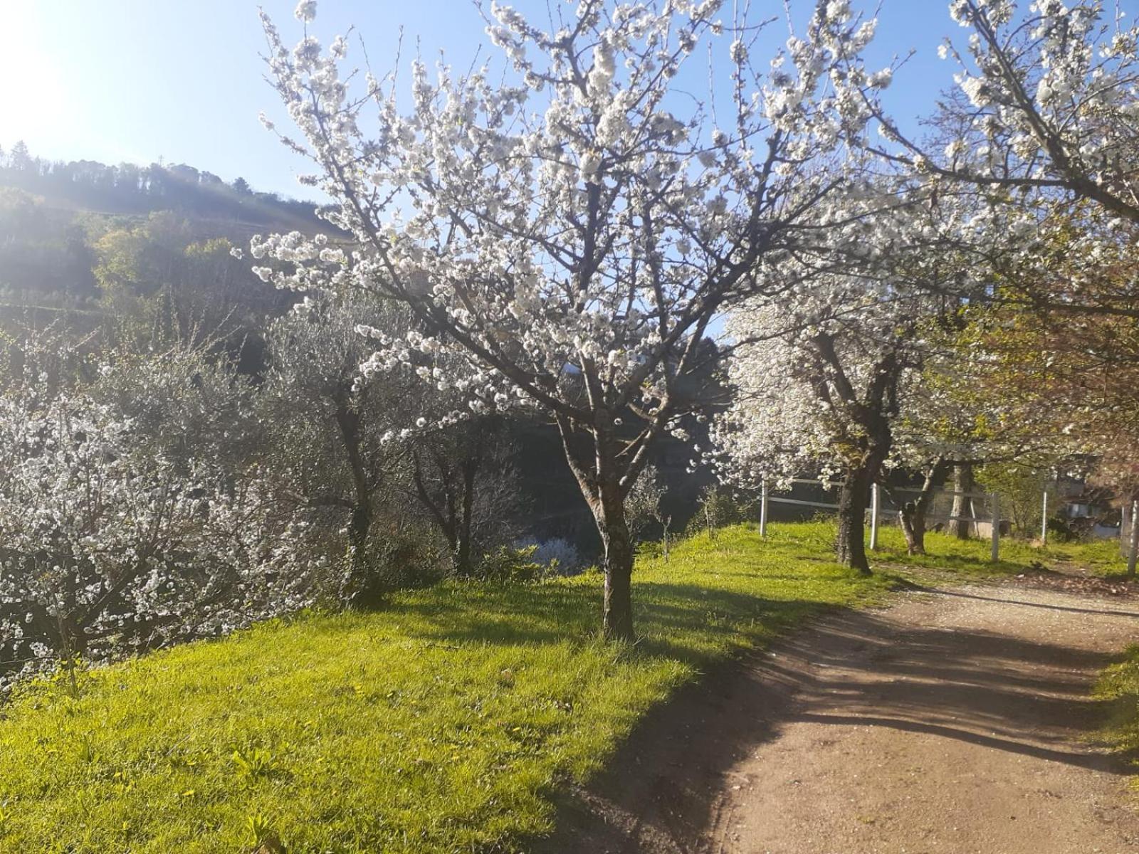 Quinta Dos Carvalhos The Wine House Farm In Center Of Lamego - Capital Of The Douro Villa Buitenkant foto