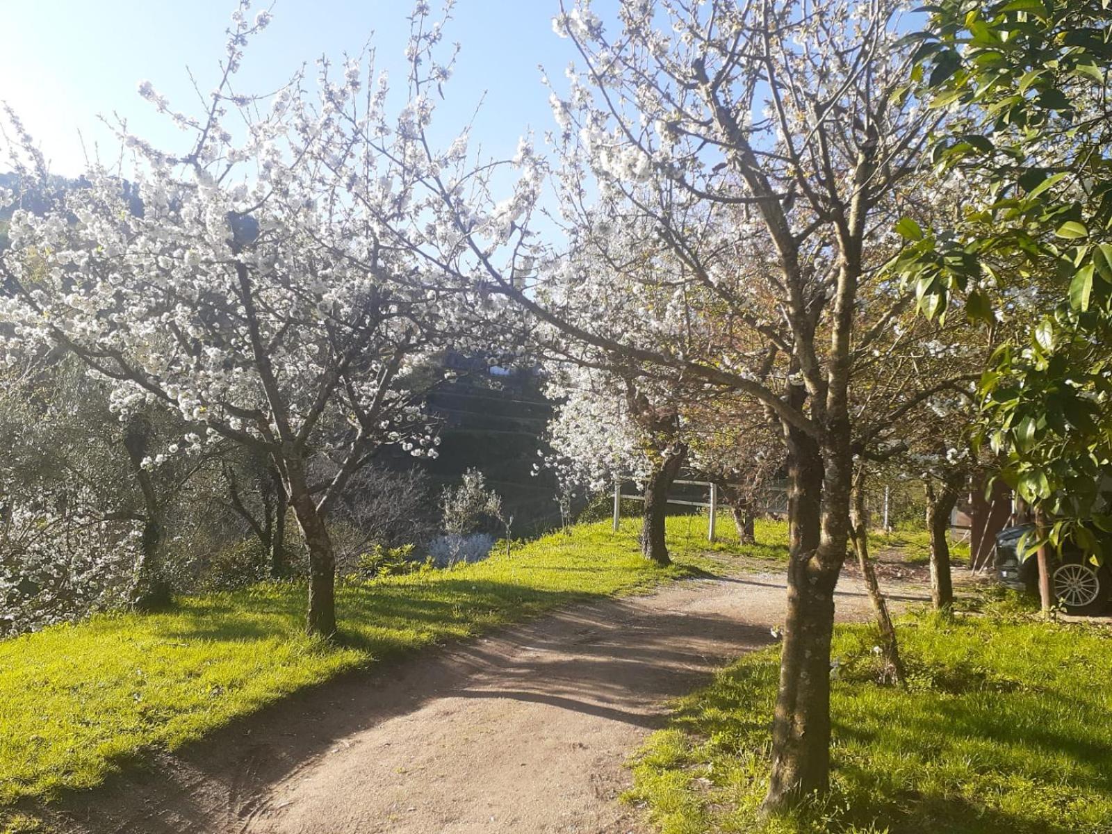 Quinta Dos Carvalhos The Wine House Farm In Center Of Lamego - Capital Of The Douro Villa Buitenkant foto